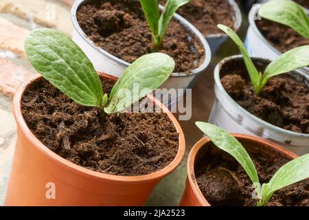 Zucchini oder Zucchini-Sämlinge in orangefarbenen Kunststoffbehältern. Grüne Sprösslinge Pflanzen in einem Kindergarten Grundstück. Home Gardening Konzept. Stockfoto