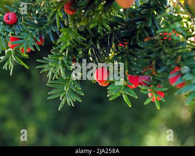 Leuchtend rote, hinterleuchtete Beeren der englischen Eibe (Taxus baccata) stehen in einem Kirchhof in Cumbria, England, im Kontrast zu dunkelgrünem Laub Stockfoto