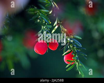 Leuchtend rote, hinterleuchtete Beeren der englischen Eibe (Taxus baccata) stehen in einem Kirchhof in Cumbria, England, im Kontrast zu dunkelgrünem Laub Stockfoto