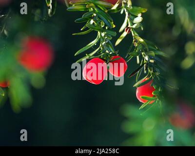 Leuchtend rote, hinterleuchtete Beeren der englischen Eibe (Taxus baccata) stehen in einem Kirchhof in Cumbria, England, im Kontrast zu dunkelgrünem Laub Stockfoto