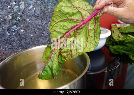 Schwäbische Küche, Zubereitung Bietigheimer Laubfrösche, Mangold, Verbrühen, Kochtopf, Mangold, Traditionelle Küche, Gemüse, gesund Stockfoto