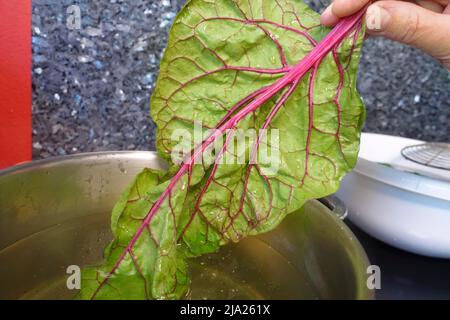 Schwäbische Küche, Zubereitung Bietigheimer Laubfrösche, Mangold, Verbrühen, Kochtopf, Mangold, Traditionelle Küche, Gemüse, gesund Stockfoto