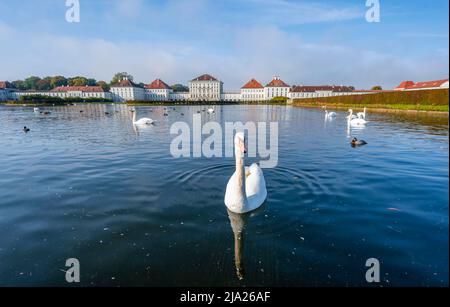 Schwäne schwimmen vor Schloss Nymphenburg, Ostseite, München, Bayern, Deutschland Stockfoto