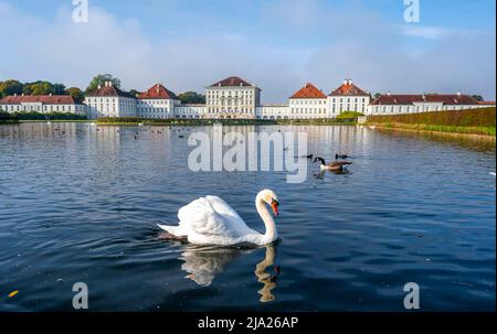 Schwäne schwimmen vor Schloss Nymphenburg, Ostseite, München, Bayern, Deutschland Stockfoto