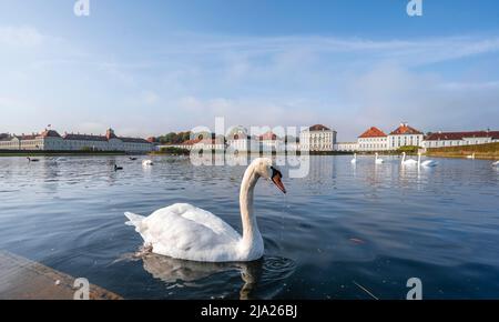 Schwäne schwimmen vor Schloss Nymphenburg, Ostseite, München, Bayern, Deutschland Stockfoto