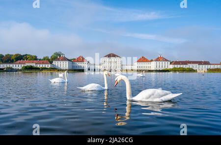 Schwäne schwimmen vor Schloss Nymphenburg, Ostseite, München, Bayern, Deutschland Stockfoto