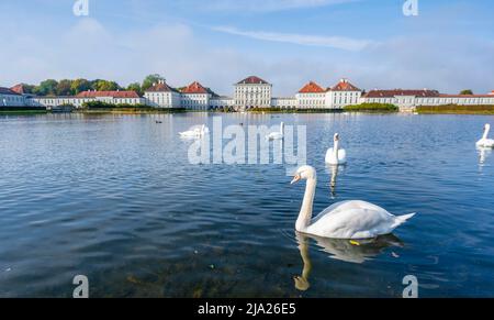 Schwäne schwimmen vor Schloss Nymphenburg, Ostseite, München, Bayern, Deutschland Stockfoto