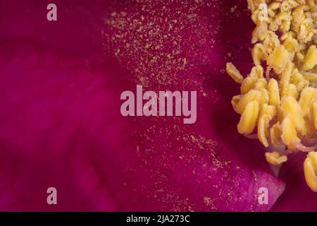 Nahaufnahme des Pollen einer Hunderose (Rosa canina) Stockfoto