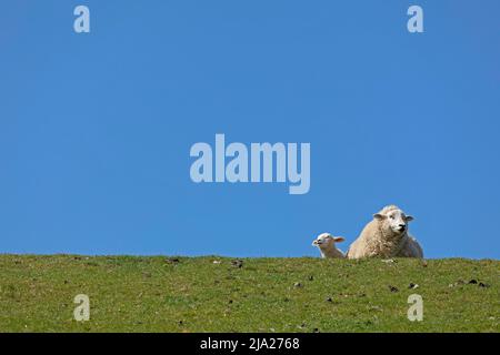 Schaf und Lamm auf Deich, Westerhever, Eiderstedt-Halbinsel, Schleswig-Holstein, Deutschland Stockfoto