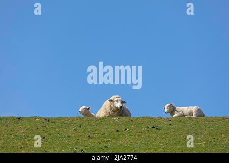 Schafe und Lämmer auf Deich, Westerhever, Eiderstedt-Halbinsel, Schleswig-Holstein, Deutschland Stockfoto