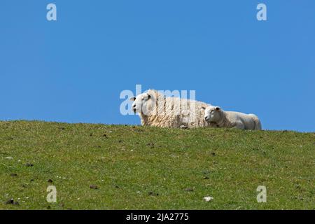 Schaf und Lamm auf Deich, Westerhever, Eiderstedt-Halbinsel, Schleswig-Holstein, Deutschland Stockfoto