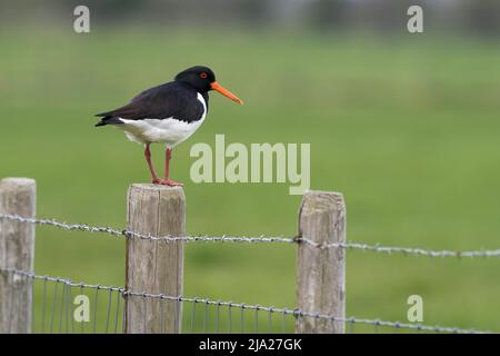 Austernfischer (Haematopus ostralegus), stehend auf Holzmast, Texel, Niederlande Stockfoto