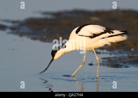 Avocet (Recurvirostra avosetta) Nahrungssuche, Texel, Nordholland, Niederlande Stockfoto