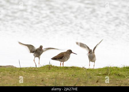 Rotschenkel (Tringa totanus) während der Balz, zwei Rüden, ein Weibchen, Texel, Nordholland, Niederlande Stockfoto