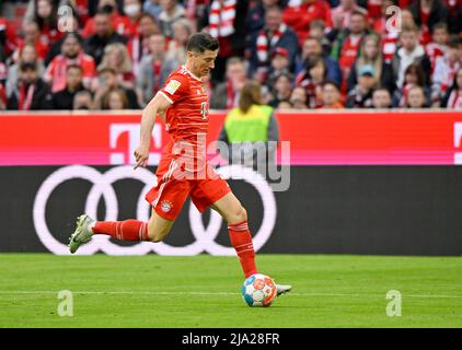 Action Robert Lewandowski FC Bayern München FCB am Ball, vor Logo AUDI, Allianz Arena, München, Bayern, Deutschland Stockfoto