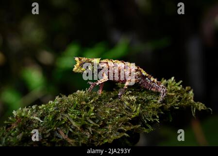 Erdchamäleon (Brookesia vadoni) Männchen der Gattung in den Regenwäldern des Marojejy-Nationalparks im Nordosten Madagaskars Stockfoto