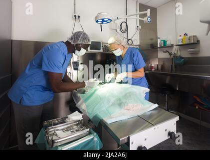 Tierärzte, die Operation für Hund in einer Tierklinik Stockfoto