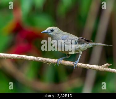 Palm Tanager (Thraupis palmarum) songbird thront auf einem Zweig in Costa Rica Stockfoto