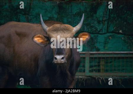 Indische Gaur Stockfoto