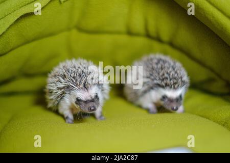 Baby-Igel in einem grünen Haus.stacheliges Haustier.Haus für Igel.Afrikanischer Pygmäenigel. Stockfoto