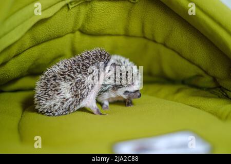 Baby-Igel in einem weichen Haus.stacheliges Haustier.Haus für Igel.Afrikanischer Pygmäenigel. Grauer Igel mit weißen Flecken. Stockfoto