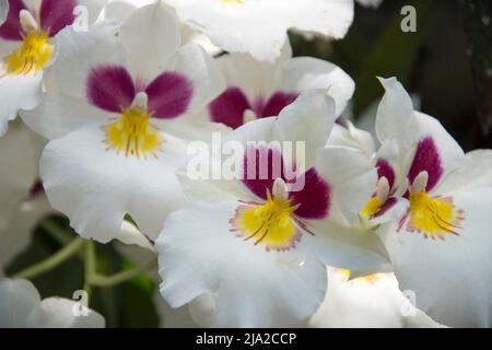 Landschaftlich schöne Orchideen vom National Orchid Garden in Singapur Stockfoto