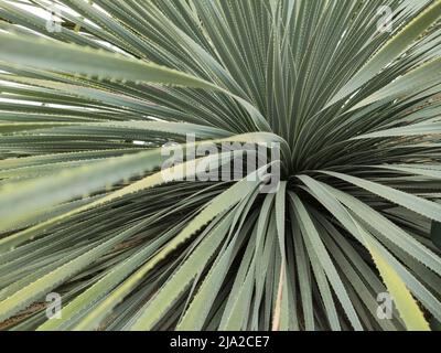 Dasylirion wheeleri. Wüste mexikanische Pflanze mit stacheligen langen Blättern. Stockfoto