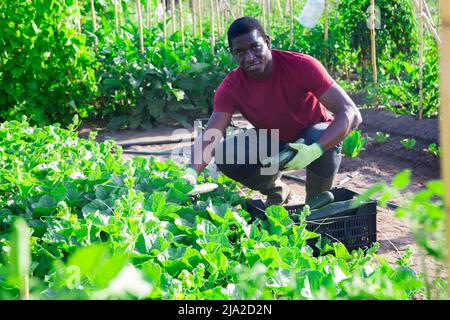 Afroamerikanischer Bauer pflückt Gurken im Garten Stockfoto