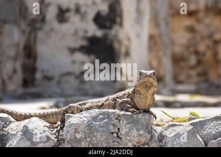 Leguan auf einem Felsen, in Tulum. Mexiko. Horizontales Foto. In Farbe. Stockfoto