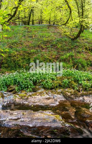 Bärlauch, Allium ursinum und Common Bluebell, Hyacinthoides non-scripta über dem Strom Stockfoto