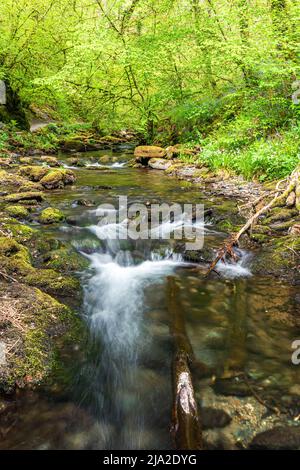 Lydford Gorge, Dartmoor Park, Okehampton, Devon, England Stockfoto