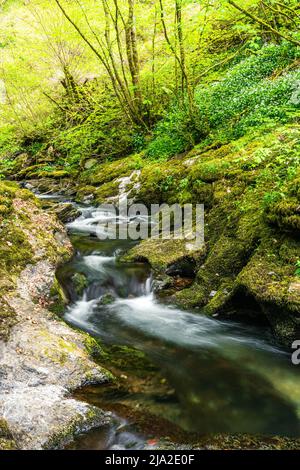 Lydford Gorge, Dartmoor Park, Okehampton, Devon, England Stockfoto