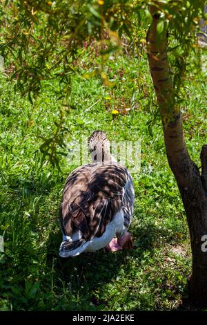 Gänse, die im Park spazieren, im Sommer graue Gänse auf der Straße, Gans Stockfoto