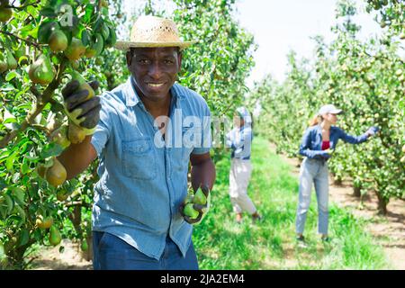 Mann Bauer pflücken Birnen im Obstgarten Stockfoto