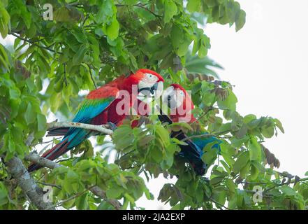 Scharlachrote Ara (Ara macao) paaren sich im Baum Stockfoto