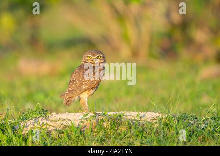 Die grabende Eule (Athene cunicularia) steht neben dem Bau Stockfoto