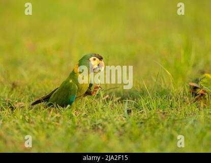 Goldener Halsara (Primolius auricollis) Stockfoto