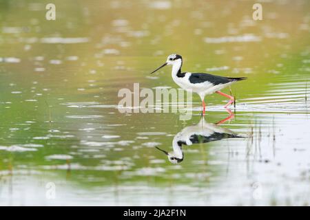 Weißer Stelze (Himantopus melanurus) watend in Sumpf mit Reflexion Stockfoto