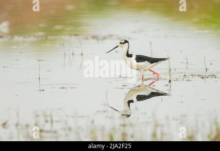 Weißer Stelze (Himantopus melanurus) watend in Sumpf mit Reflexion Stockfoto