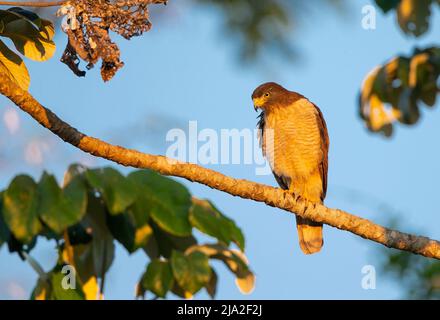 Am Straßenrand Falke (Buteo Magnirostris) Stockfoto