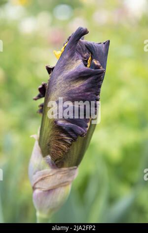 Enge Knospe einer Iris-„Sun Devil“-Blume. Stockfoto