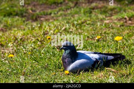 Wilde Enten, die im Park spazieren, entendrake im Sommer auf der Straße Stockfoto