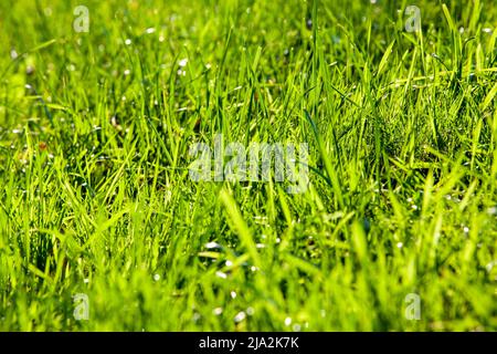 Ein Teil des Feldes, auf dem grünes Gras wächst, grünes Gras wächst im Sommer oder im Frühjahr auf dem Feld Stockfoto