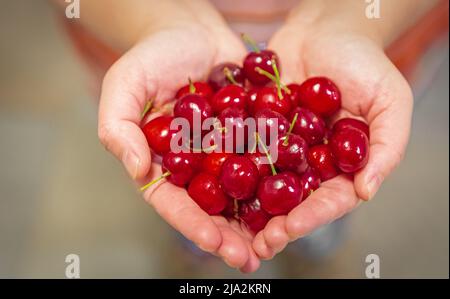 Kirsche in den Händen. Bio-Obst. Bauern reichen mit frisch geernteten Früchten. Frische Bio-Kirschen. Verschwommenes Foto, selektiver Fokus Stockfoto