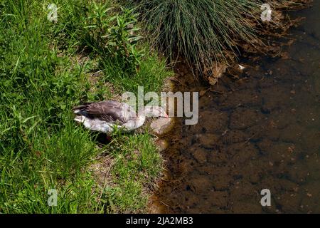 Gänse, die im Park spazieren, im Sommer graue Gänse auf der Straße, Gans Stockfoto