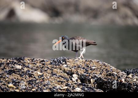 Schwarzer Austernfischer, der auf einem Felsen über Muscheln läuft, in der Nähe von Ballet Bay, Sunshine Coast, British Columbia Stockfoto