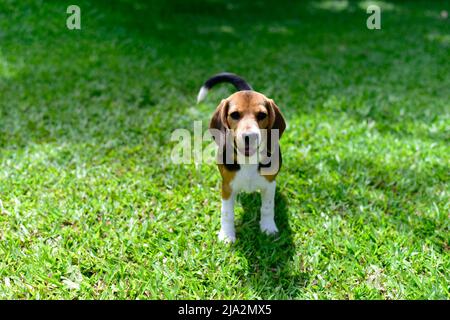 Der Beagle steht im Gras. Hundeportrait. Happy Dog auf dem Spaziergang im Park. Gesundes Hundekonzept Stockfoto