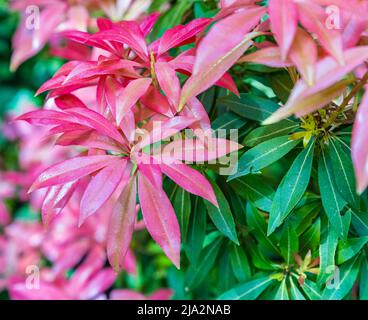 Pieris Japonica, Red Head Pieris im Garten. Nahaufnahme, niemand, selektiver Fokus Stockfoto