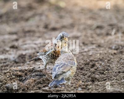 Soor fieldfare, Turdus pylaris, füttert das Küken mit Regenwürmern auf dem Boden. Ein erwachsenes Küken verließ das Nest, aber seine Eltern kümmern sich weiterhin um das Nest Stockfoto