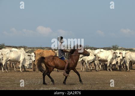 Ein Kind, das während der Trockenzeit in Tosi, Pero Batang, Kodi, Southwest Sumba, East Nusa Tenggara auf einem Pony auf einem Küstengrasland reitet, Indonesien. Stockfoto